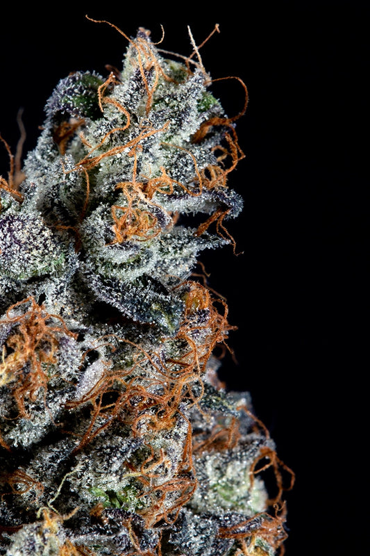 Luxar-Dos Cherry Dosisos x Jet Fuel Gelato by Compound Genetics