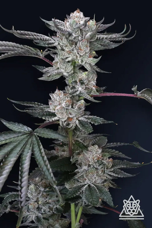 Luxar-Dos Cherry Dosisos x Jet Fuel Gelato by Compound Genetics