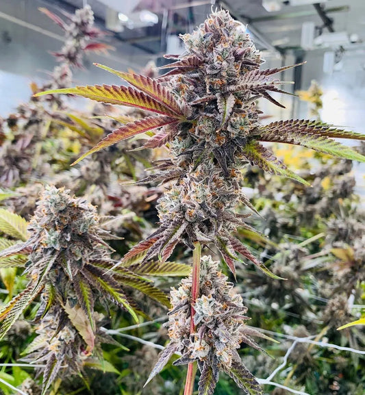Marshmallow OG Chemdog D x Triangle Kush x Jet Fuel Gelato by Compound Genetics