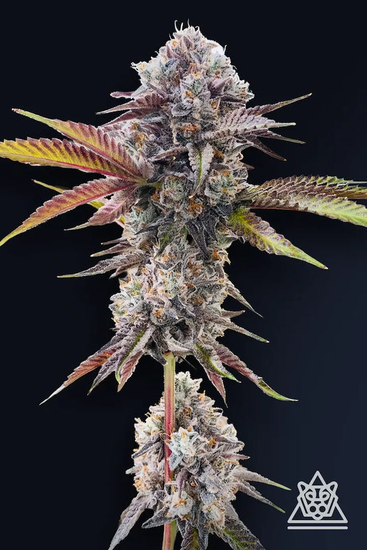 Marshmallow OG Chemdog D x Triangle Kush x Jet Fuel Gelato by Compound Genetics