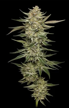 🍏 Apple Blossom – Humboldt Seed Company
