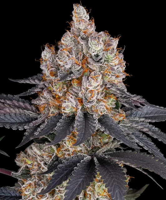 🍦 Gelato – Barney’s Farm