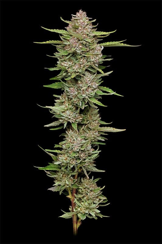 🌈 Hella Jelly – Humboldt Seed Company