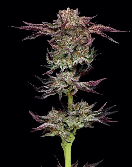🍩 Donutz – Humboldt Seed Company